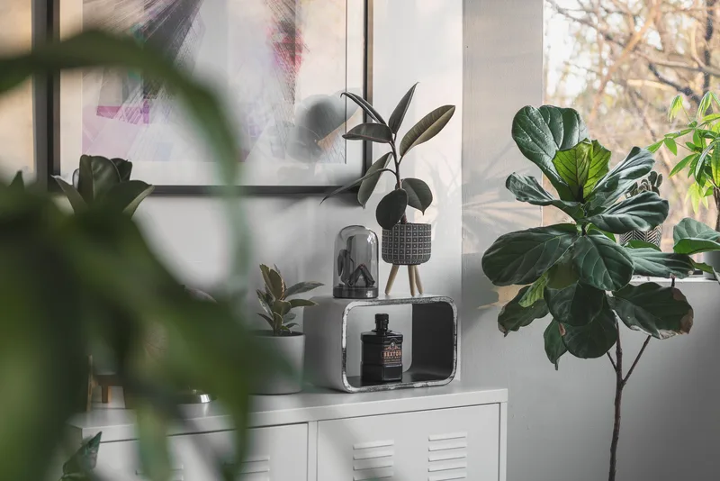 Stylish indoor space with lush houseplants and modern shelf decor, representing the visual style of a faceless home organization Instagram account