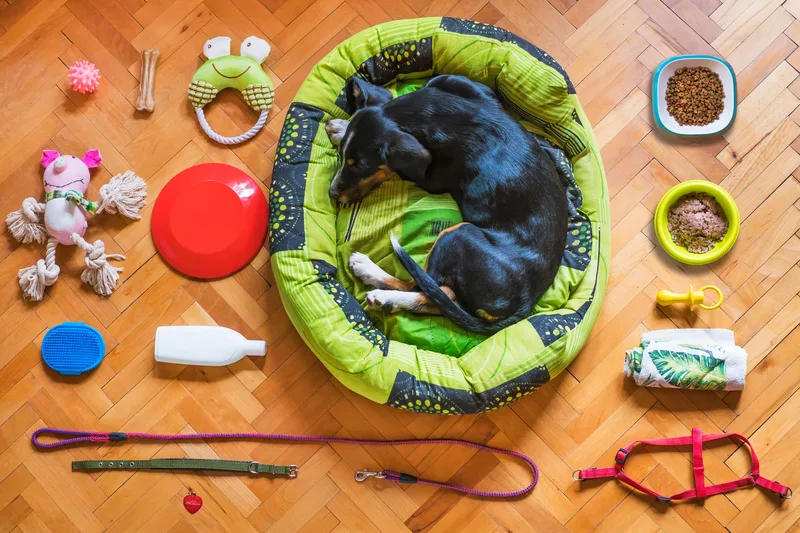 A dog resting on a bed surrounded by pet accessories on a wooden floor, representing product-focused content in the faceless pet niche